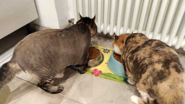 Adozione veramente del cuore per due gatti di 15 anni